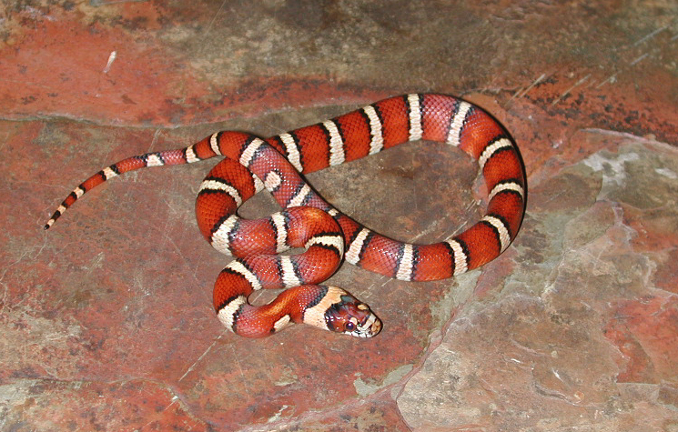 Female #3