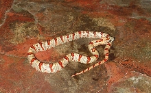 Male 2