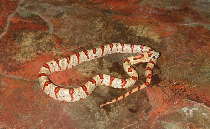 Male 2