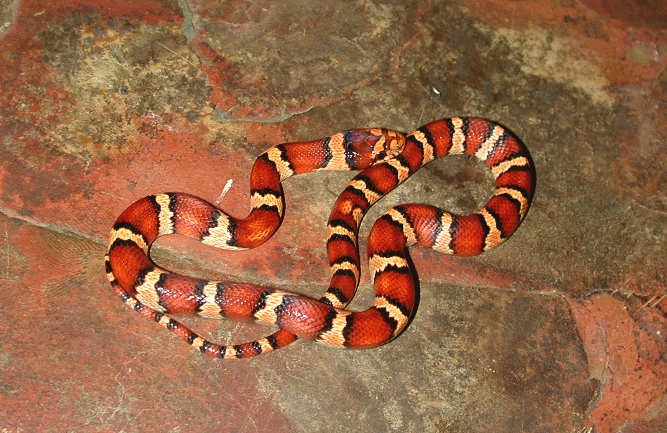 Male 3