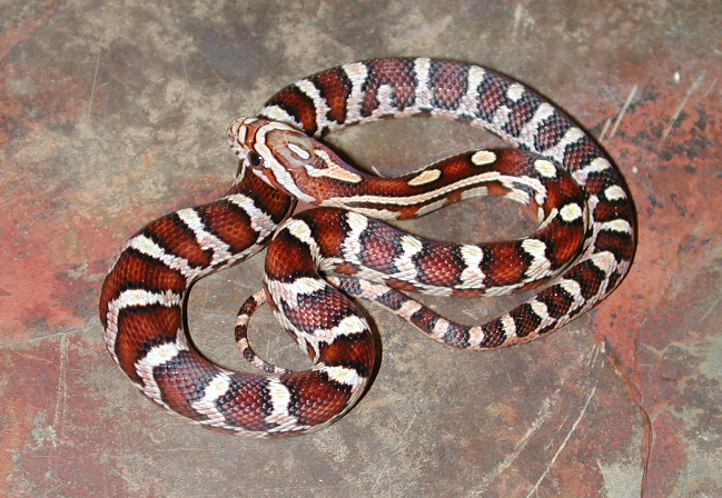 Male 4