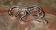 Male 5