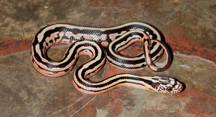 Male 5