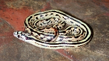 Male 6