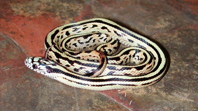 Male 6