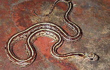 Male 7