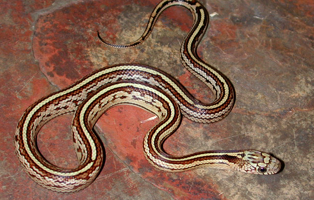 Male 7