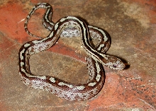 Male 8