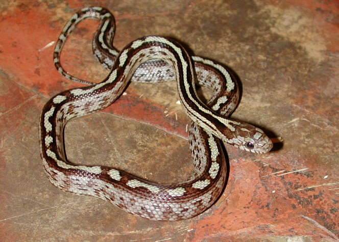 Male 8
