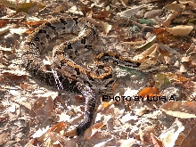 Canebrake
