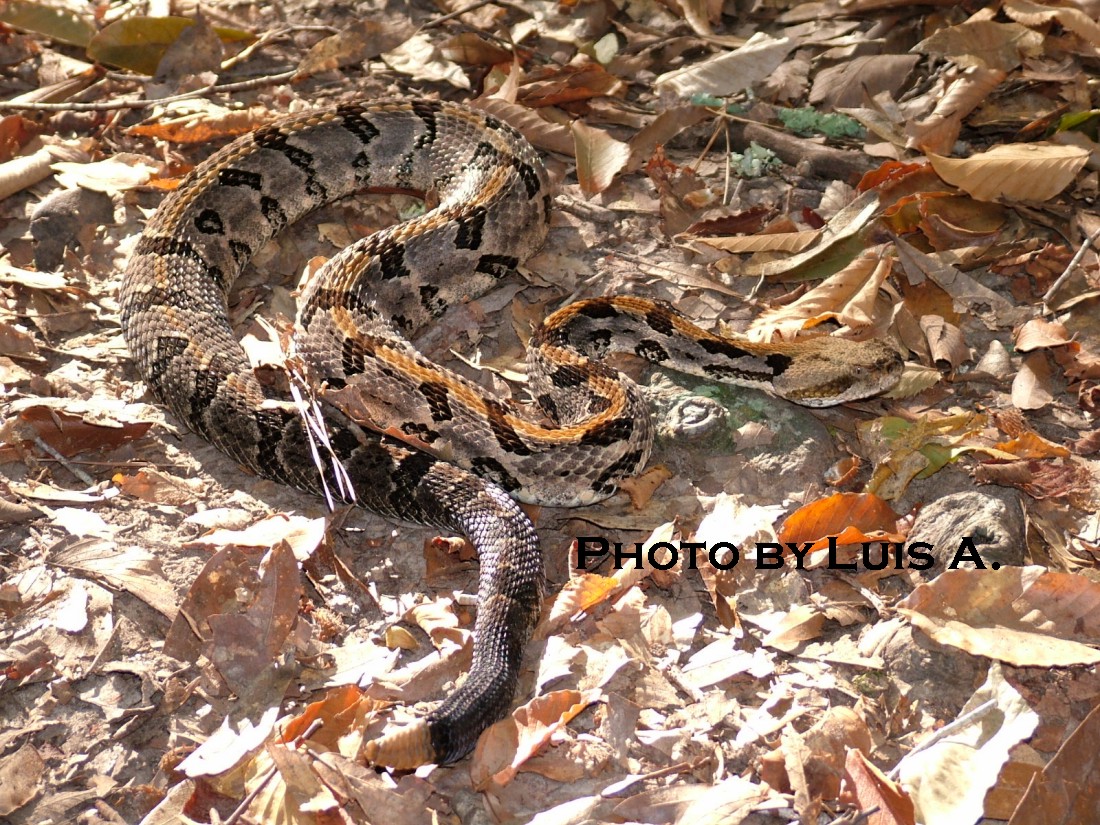 Canebrake
