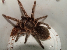A. seemani?