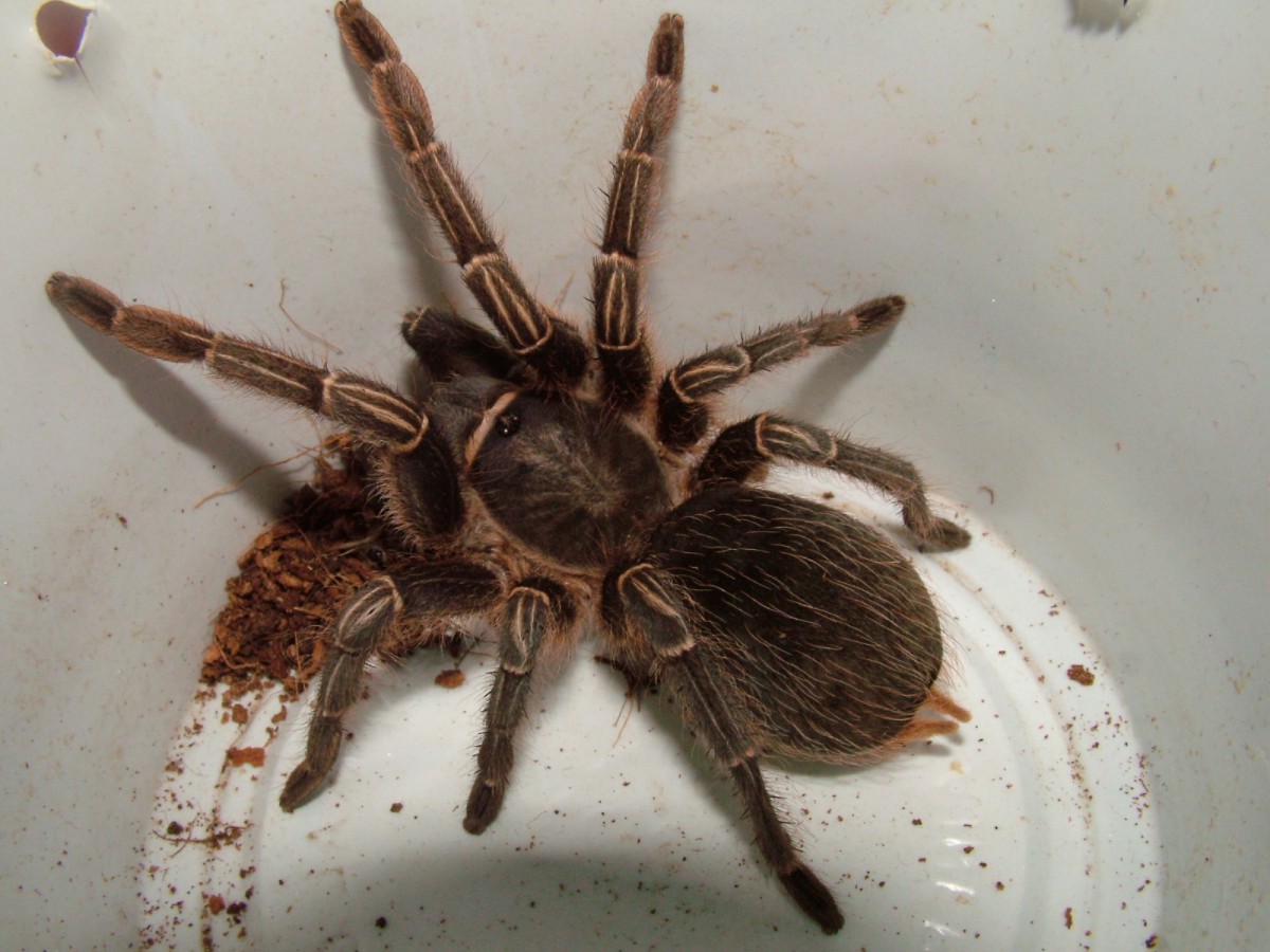 A. seemani?