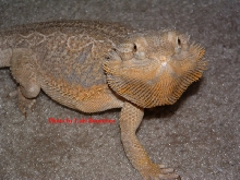 Phoenix (Male)
