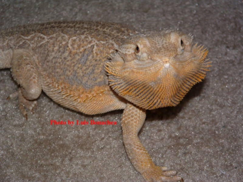 Phoenix (Male)