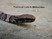 Cottonmouth