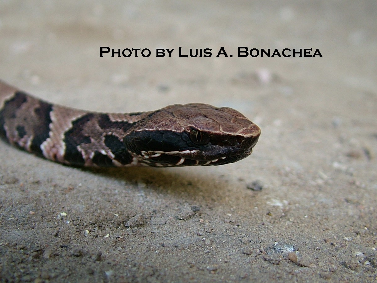 Cottonmouth