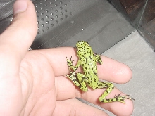 New fire belly toad