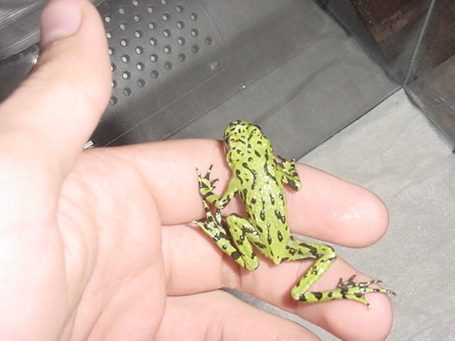 New fire belly toad