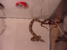 Red Tail Boa
