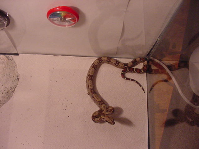 Red Tail Boa