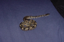 Draco2