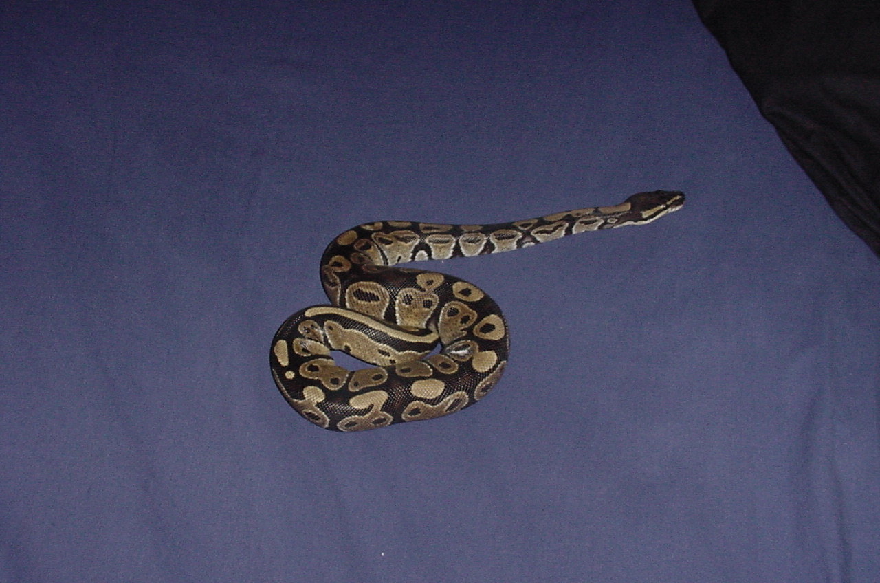 Draco2