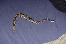 my ball Draco