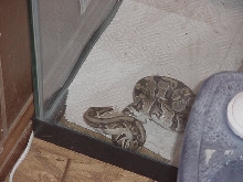 Ball Python (Naga) eating