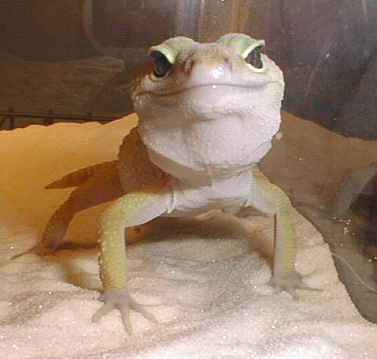 Kinky (her name is Kinky) Smiling