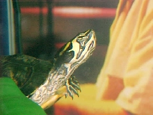 My Yellow Bellied Slider