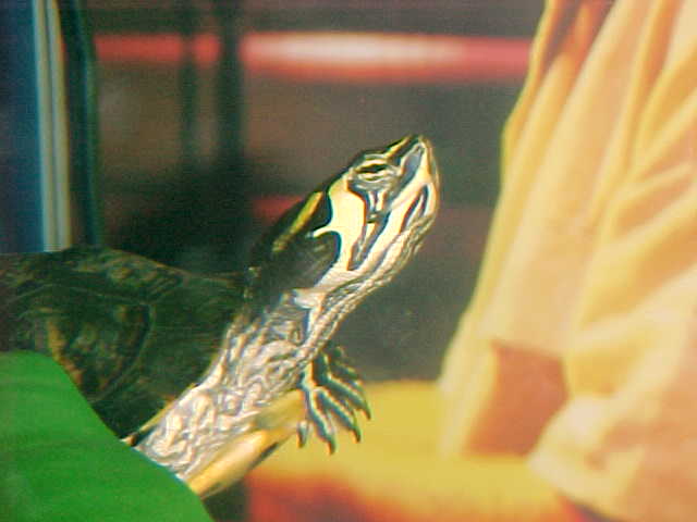 My Yellow Bellied Slider
