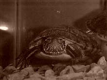 My Painted Turtle