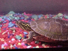My Brothers Painted Turtle