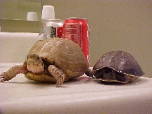 My Brothers and my box turtles