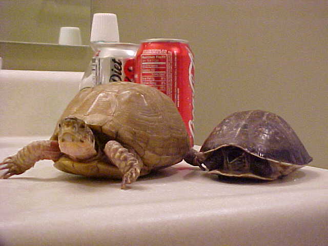 My Brothers and my box turtles