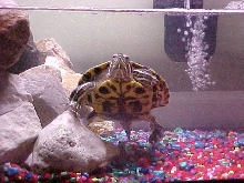 My Bros Red Eared Slider