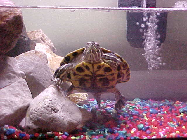 My Bros Red Eared Slider