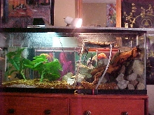 My 55 gallon tank set up