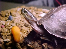 My Malaysian Box Turtle