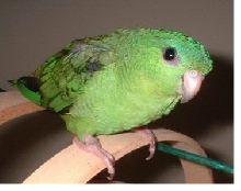Leeba, Lineolated parakeet