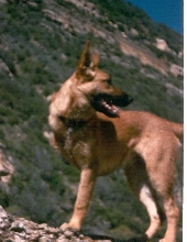 Who needs four legs?