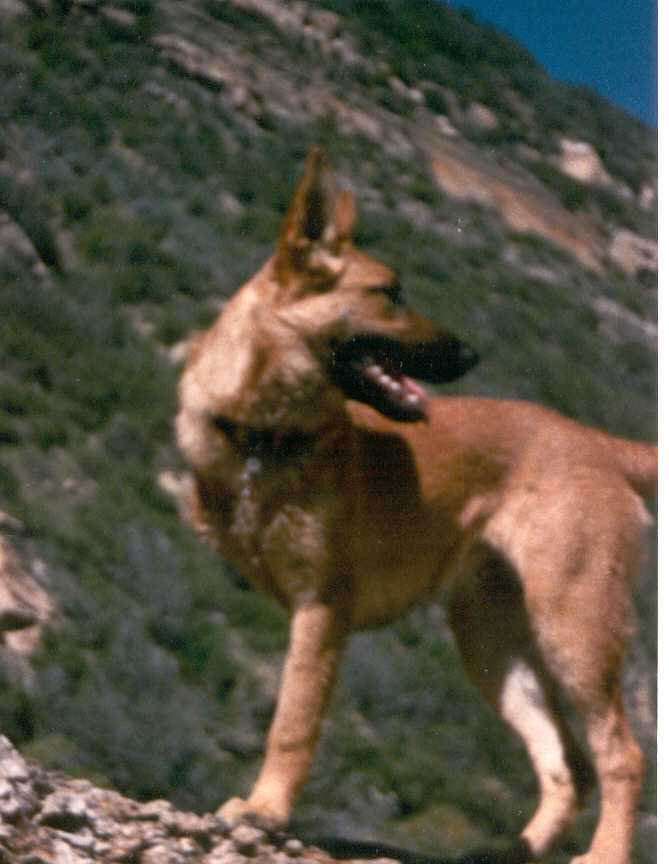 Who needs four legs?