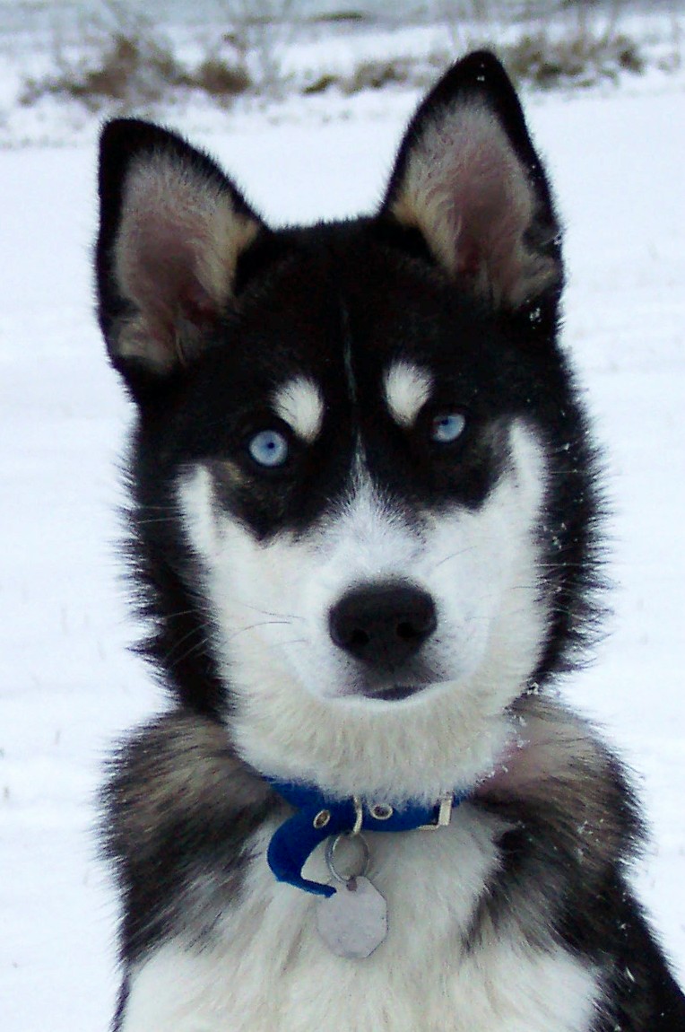 Are my ears too big?