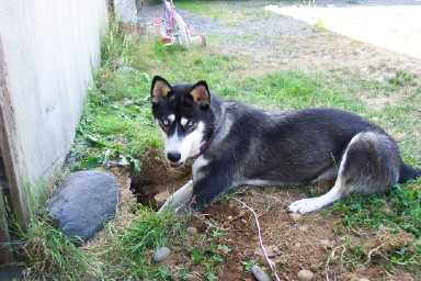 digging