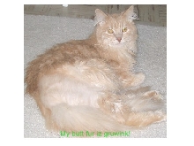 Bobo's Butt