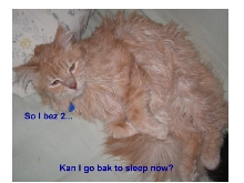 Bob's 2nd Purrday