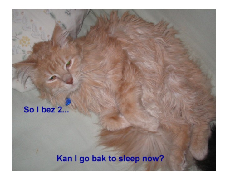 Bob's 2nd Purrday
