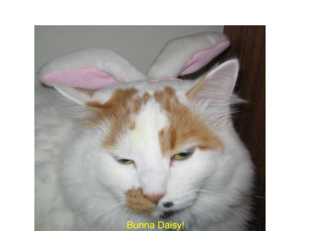 BunnaDaisy