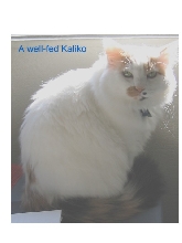 A well-fed Kaliko